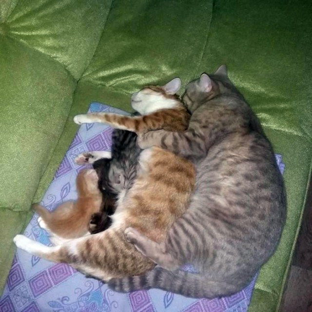 Прикольных котов пост