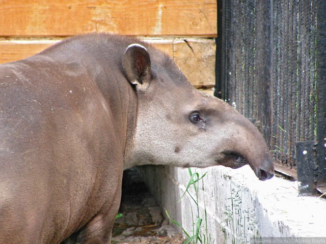 Детки в клетке