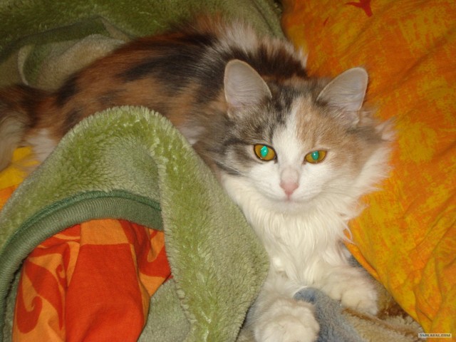 Первый котовторник июля