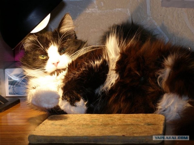 Котовторник (31.01.2012)