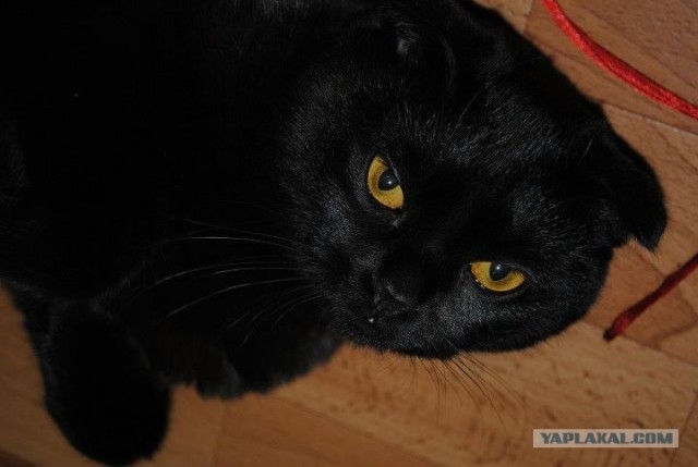 Котовторник (21.02.2012)