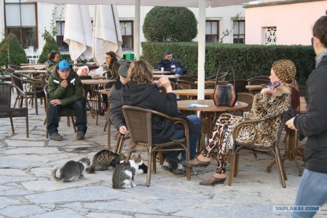 Котовторник 27.03.2012