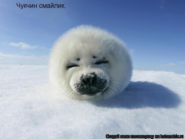 Двухнедельные бельки на льду