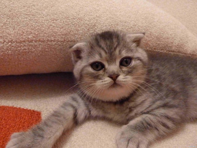 Котовторник 24.04.2012