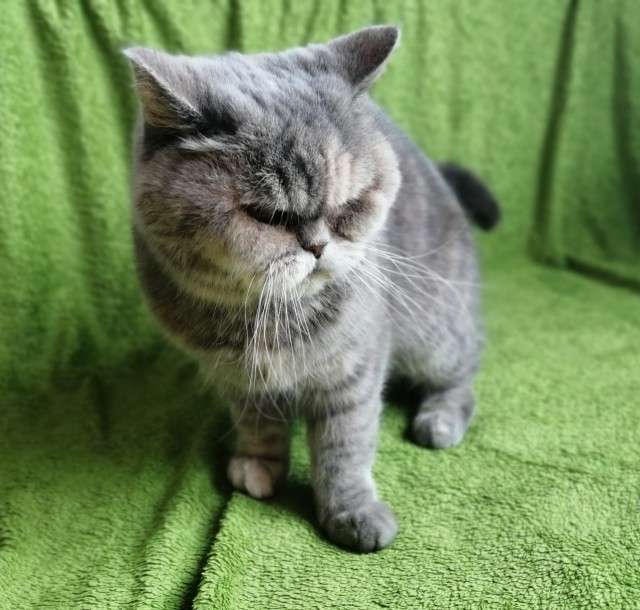 Прикольных котов пост