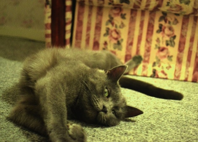 Котовторник  14.08.2012.