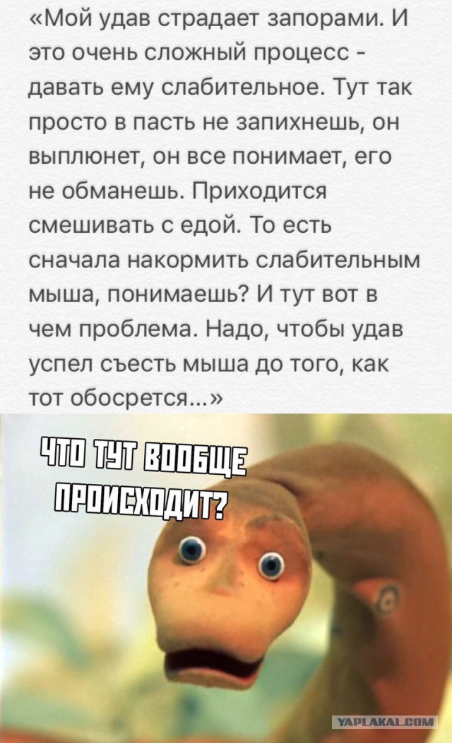 Анекдоты, истории и картинки с надписями