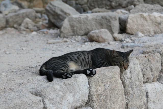 Котовторник! начнем? 04.06.19