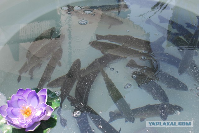 Побывали  c  сыном на выставке БЕЛАГРО