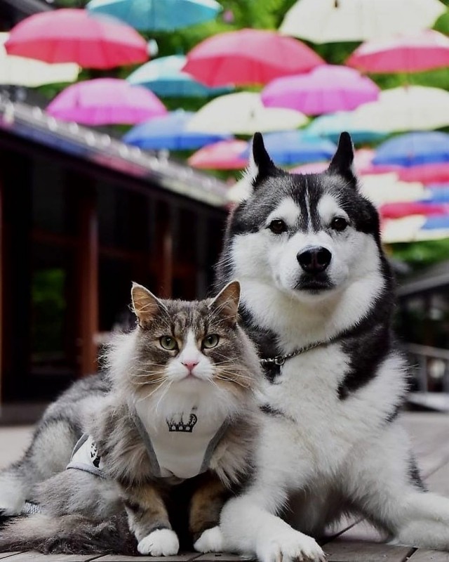Уже не котовторник, но еще и не собакочетверг