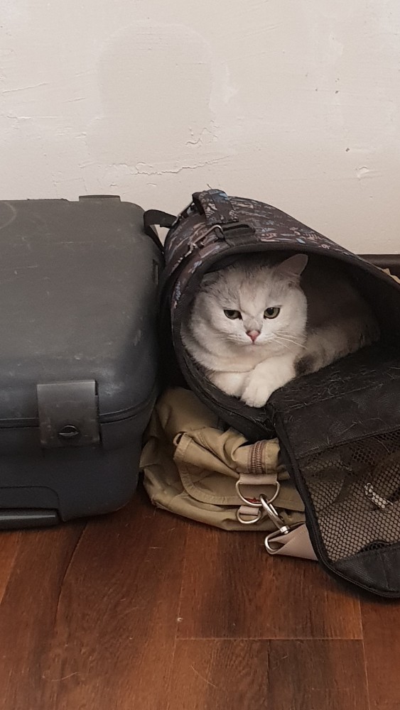 Отданные даром. К котовторнику