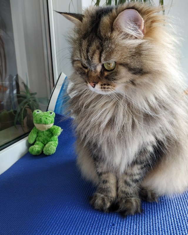 Котики