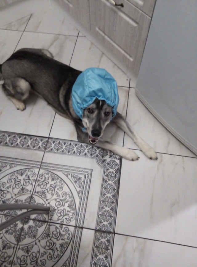 Эти забавные животные