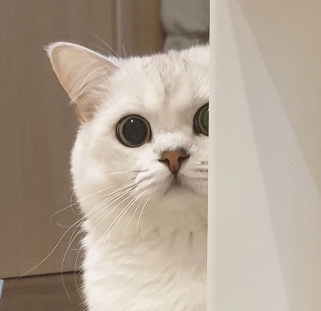 Эти забавные животные