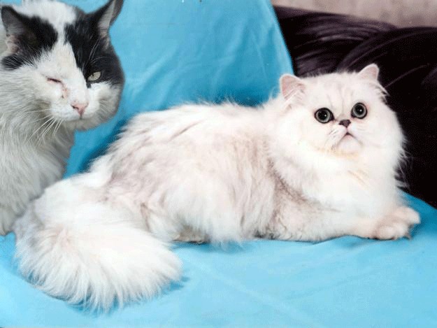 Мир глазами котов