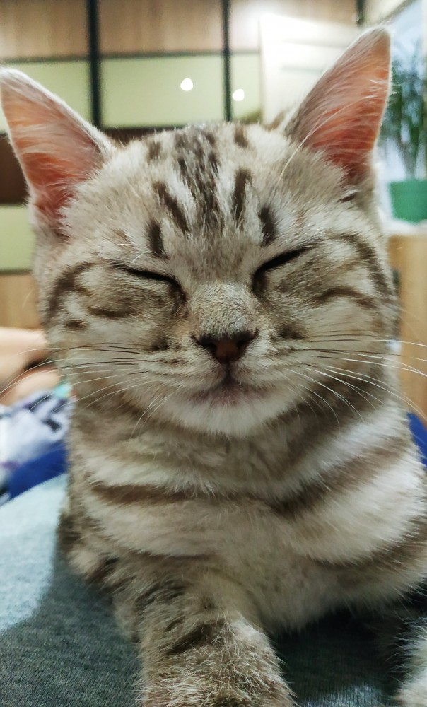 Котовторник. Знакомьтесь, Мася