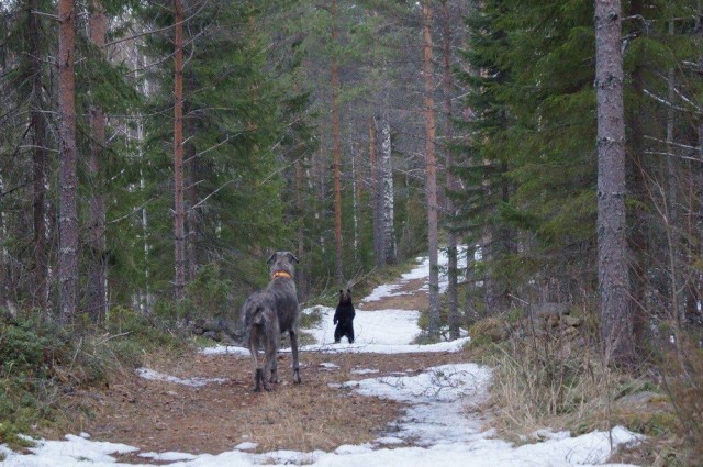 Подборка всякой живности