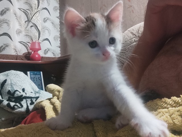 Новая хозяйка...