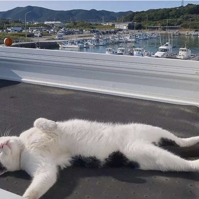 Котовторник (свои добавляем)