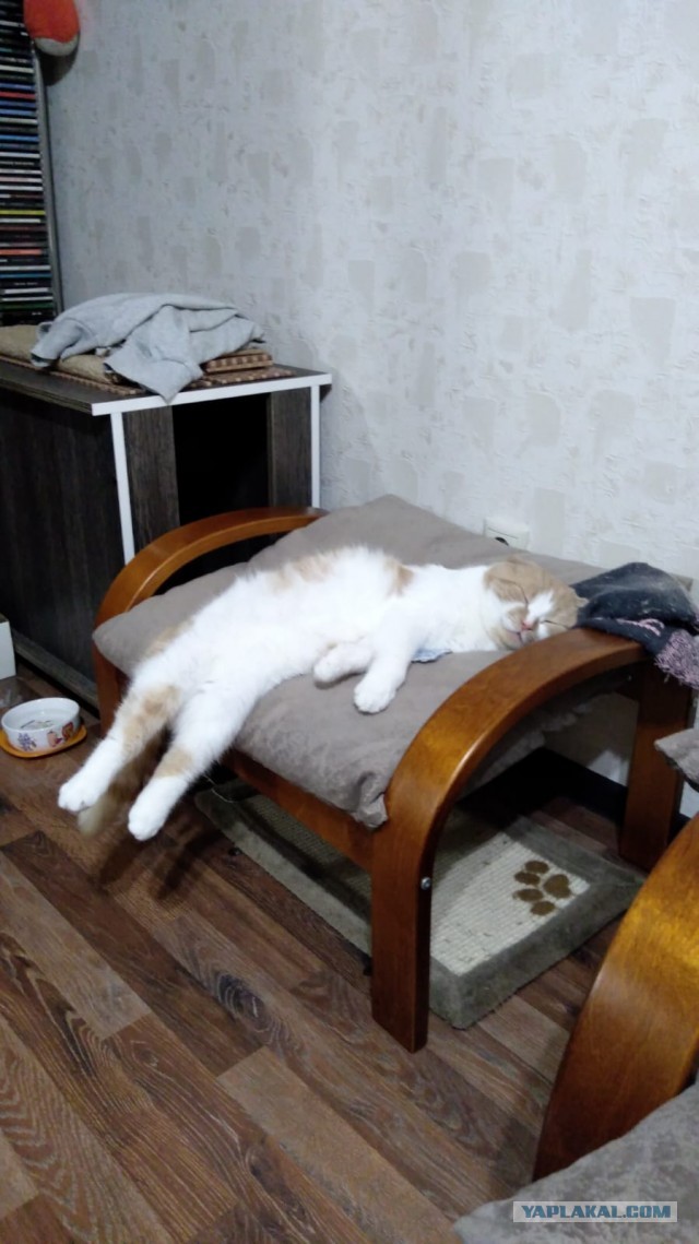 Вторник. Котэ. Пора