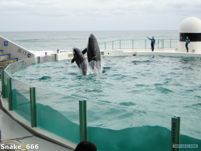 SeaworlD  Япония