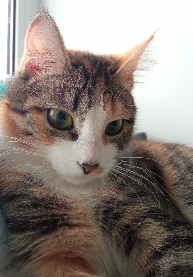 Котовторник - по расписанию!