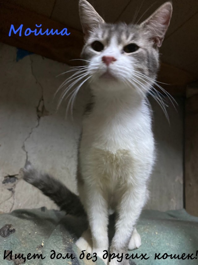 Жизнь домашнего приюта "Котоленд" 332