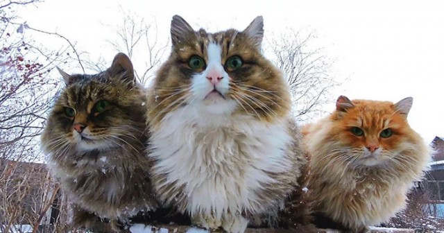 Деревенские, милые, шерстяные