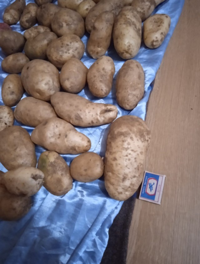 Продам урожай недорого