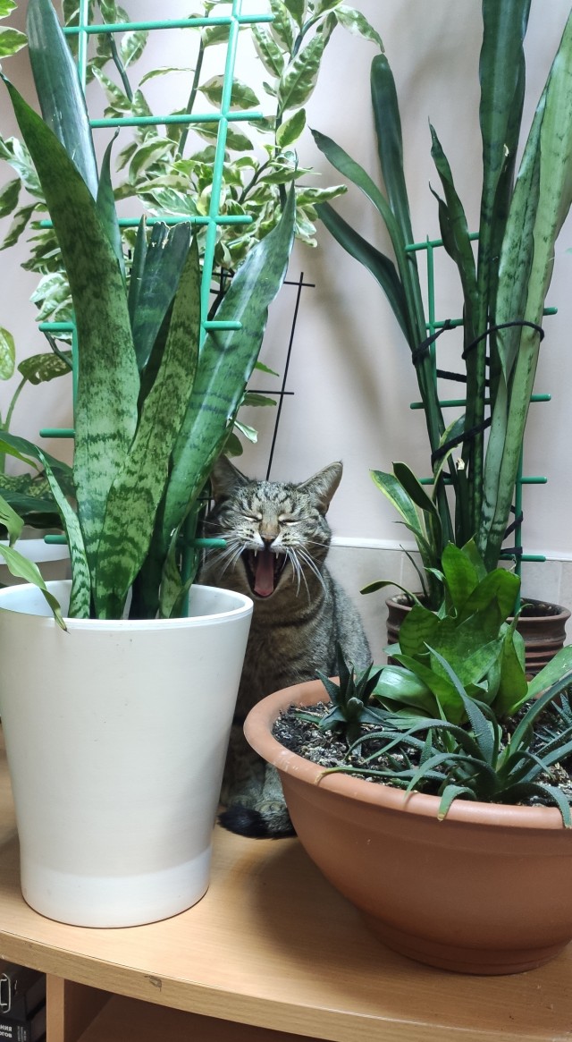Мой котовторник