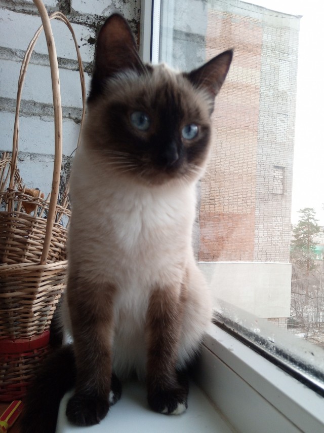 Кошечка!