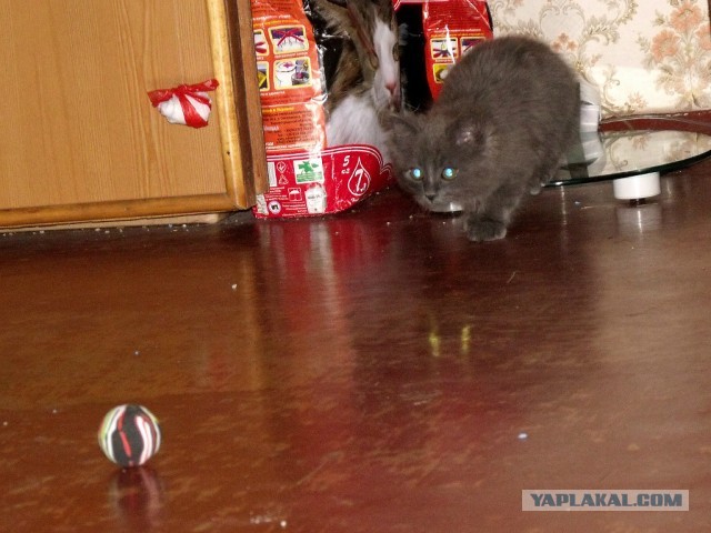 Котовторник  19.03.2013