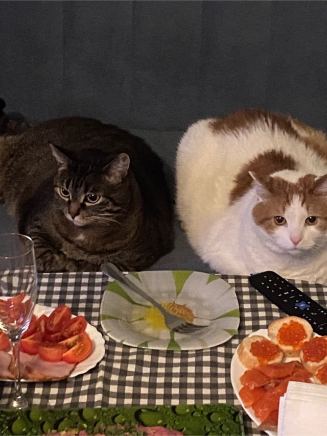 Начинаем котовторник.
