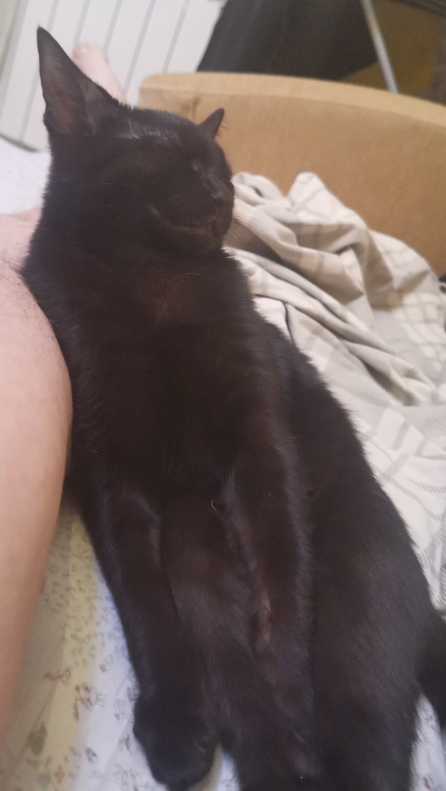 Чёрные коты не такие