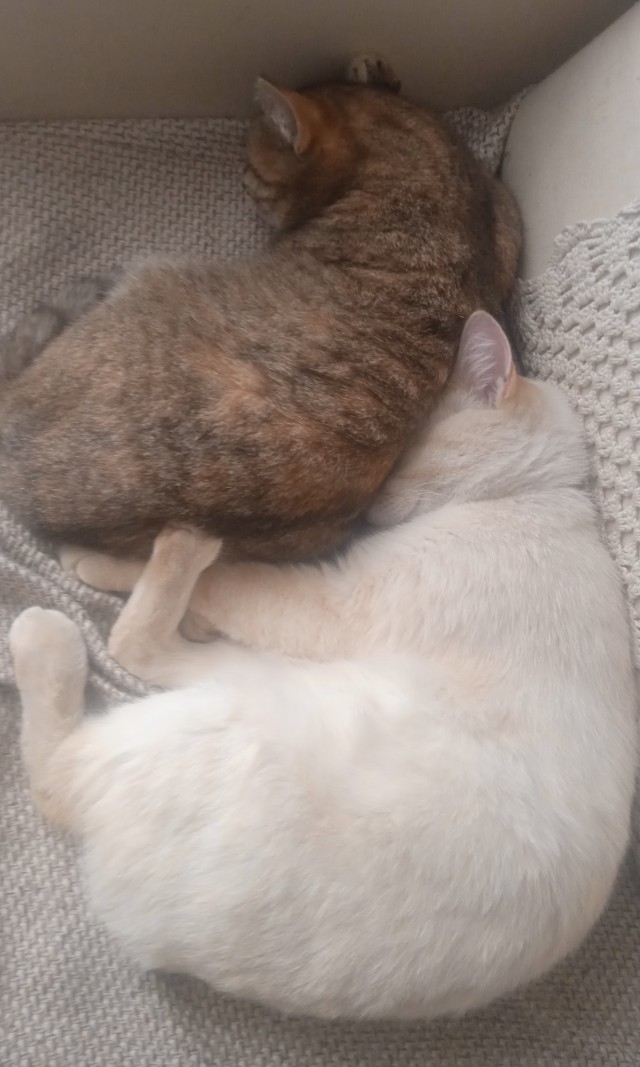 Я опять кота нашёл