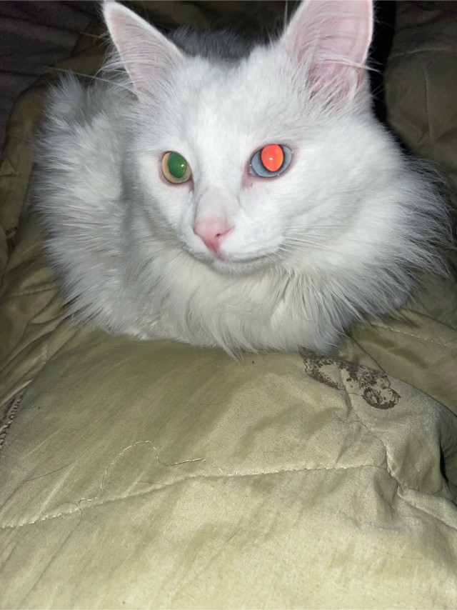 Котовторник. Моему мультяшке 1 год