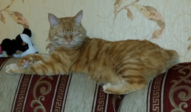 Котовторник Рыжих