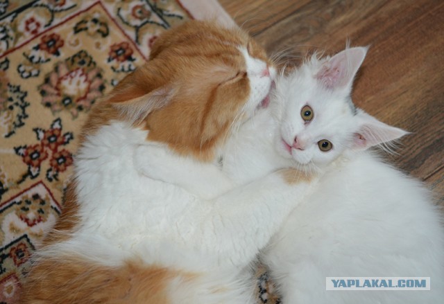 Котовторник 7.11.23