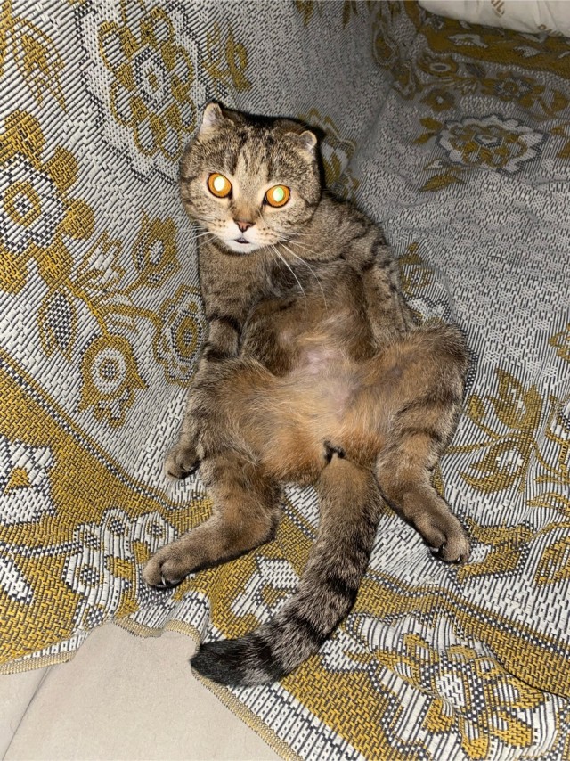 Как кот провожает меня на работу после праздников