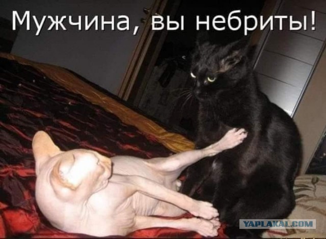Кот слушает сообщение по вотсапу от мамы
