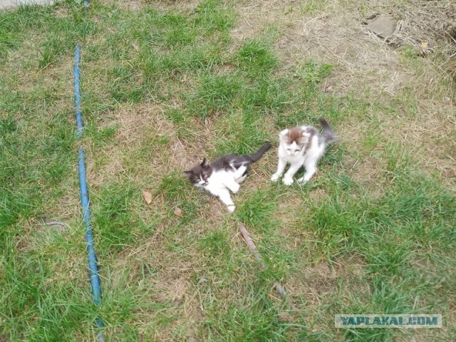 Жизнь домашнего приюта для котеек 516
