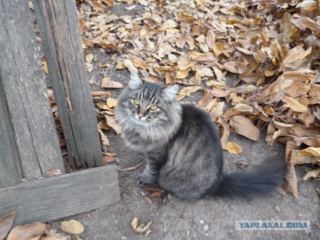 Котовторник 05/11/2024