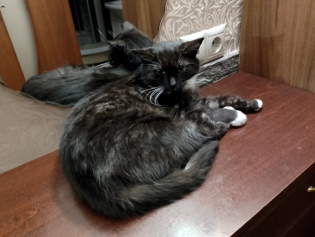 История одного котенка