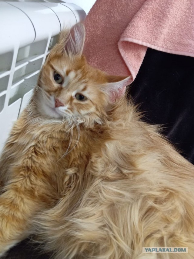 А где котики, сегодня же вторник!