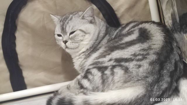1 марта - день котов и кошек