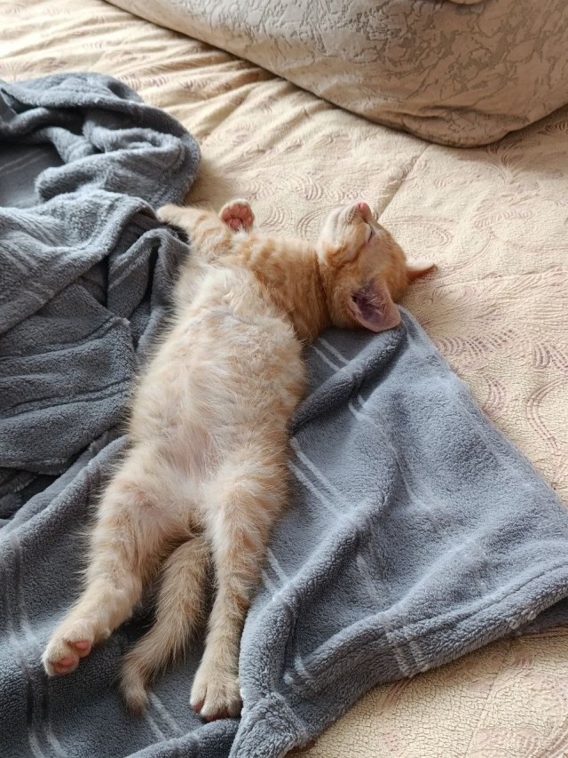 Мой кот