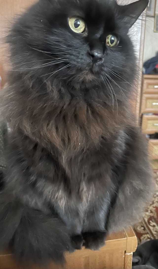 Спящий кот