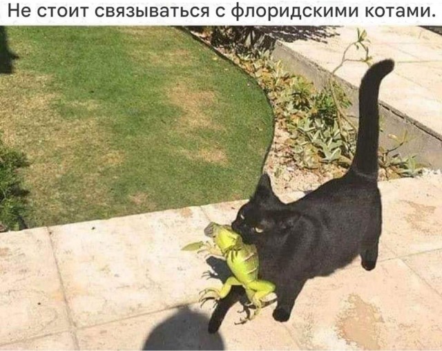 К котовторнику: подборка картинок-баянов с котиками и про котиков. Выпуск 9