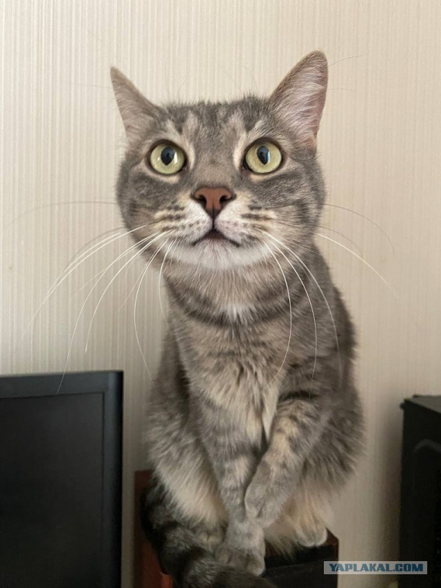 Котик из мусорного бака
