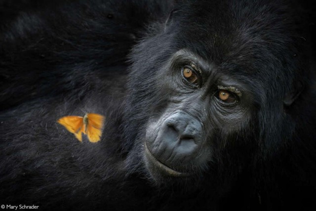 Объявлены победители фотоконкурса Africa Geographic Photographer of the Year 2025